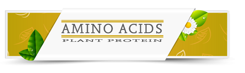 Amino Acid Amino Acid