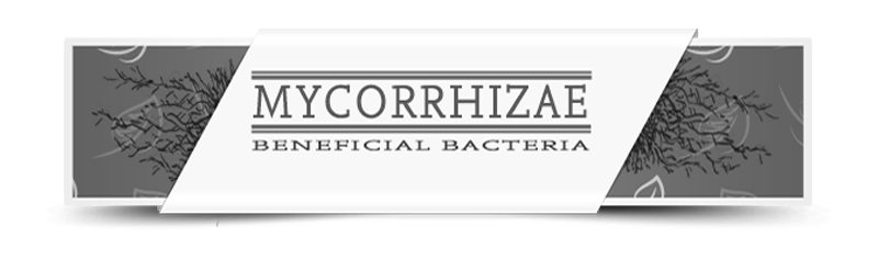 Mycorrhizae Mycorrhizae