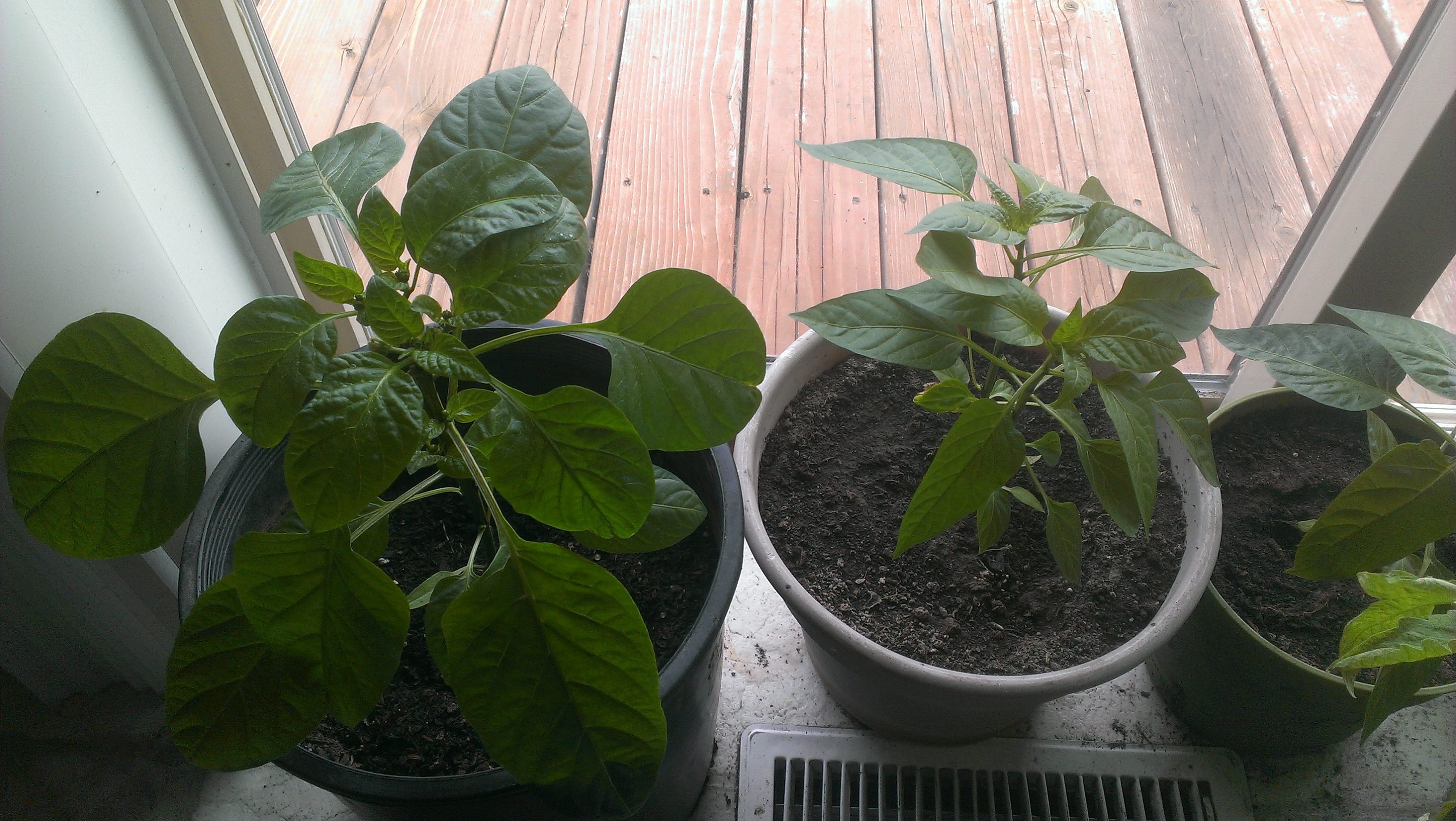 Extreme Peppers