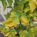 Overwatered leaves
