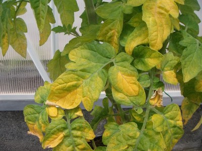 Overwatered leaves