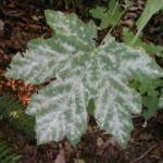 powdery mildew
