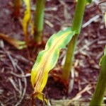 wilted leaves