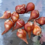 tulip-bulbs2-300x225
