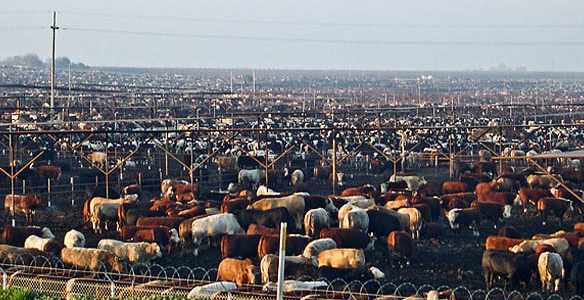 02227_cattle-feedlot-002 02227_cattle-feedlot-002