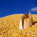 CornPiles