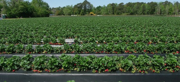 Strawberry_field Strawberry_field