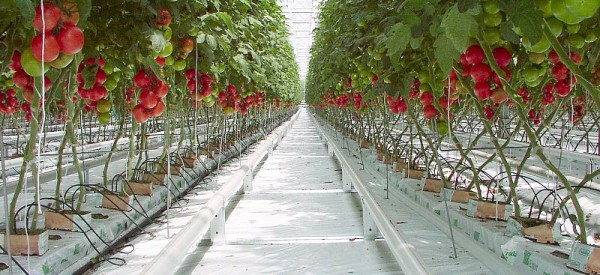 hydroponics hydroponics
