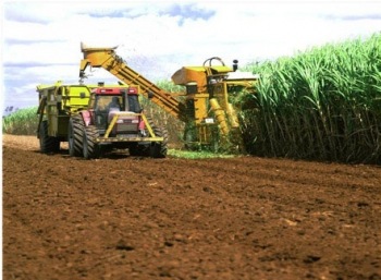 agricultural_sugar__Sudan