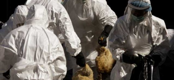 Bird Flu FILE - In this Wednesday, Dec. 10, 2008 file photo, health workers slaughter all the chickens at the wholesale poultry market in Hong Kong after three dead chickens tested positive for bird flu. The U.S. government asked scientists Tuesday Dec. 20, 2011 not to reveal all the details of how to make a version of the deadly bird flu that they created in labs in the U.S. and Europe. The lab-bred virus, being kept under high security, appears to spread more easily among mammals. That's fueled worry that publishing a blueprint could aid terrorists in creating a biological weapon, the National Institutes of Health said. Bird flu, known formally as H5N1 avian influenza, occasionally infects people who have close contact with infected poultry, particularly in parts of Asia. (AP Photo/Kin Cheung)