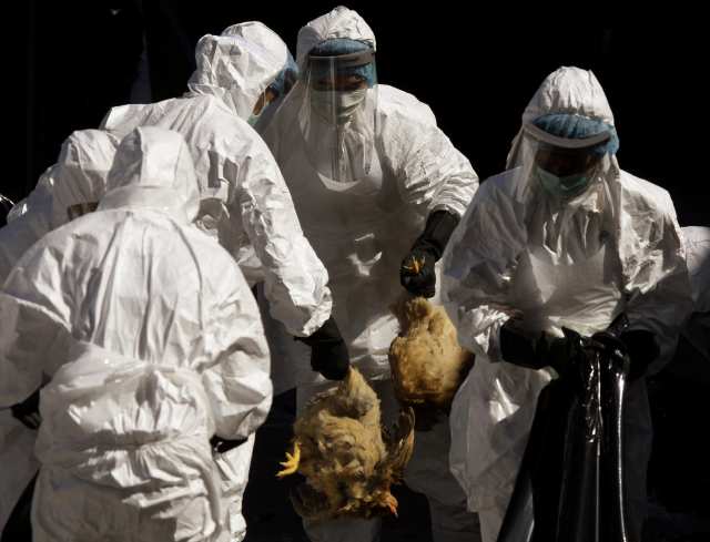FILE - In this Wednesday, Dec. 10, 2008 file photo, health workers slaughter all the chickens at the wholesale poultry market in Hong Kong after three dead chickens tested positive for bird flu. The U.S. government asked scientists Tuesday Dec. 20, 2011 not to reveal all the details of how to make a version of the deadly bird flu that they created in labs in the U.S. and Europe. The lab-bred virus, being kept under high security, appears to spread more easily among mammals. That's fueled worry that publishing a blueprint could aid terrorists in creating a biological weapon, the National Institutes of Health said. Bird flu, known formally as H5N1 avian influenza, occasionally infects people who have close contact with infected poultry, particularly in parts of Asia. (AP Photo/Kin Cheung)