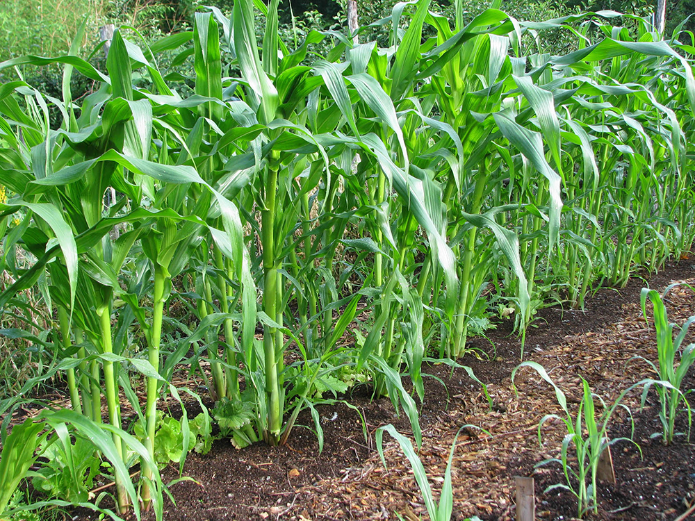 Corn-Field-Small