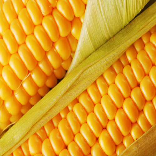 Corn-Growers-Guide