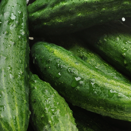 Cucumber-Grower-Guide
