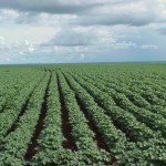 Farmland.Crops