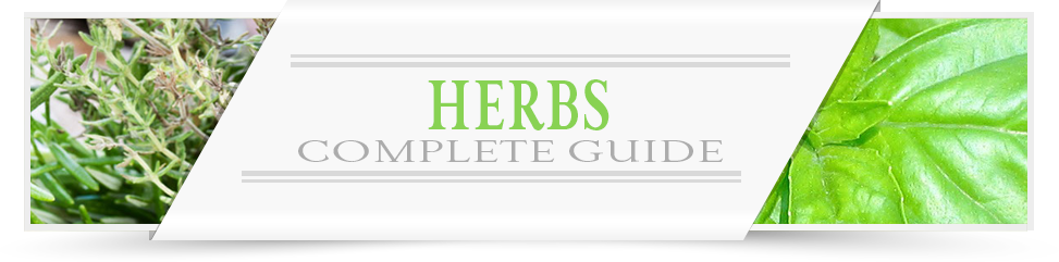 Herbs-Category-Layout