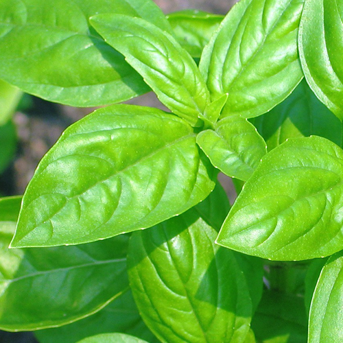 Herbs-Growers-Guide