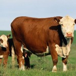MotherCow