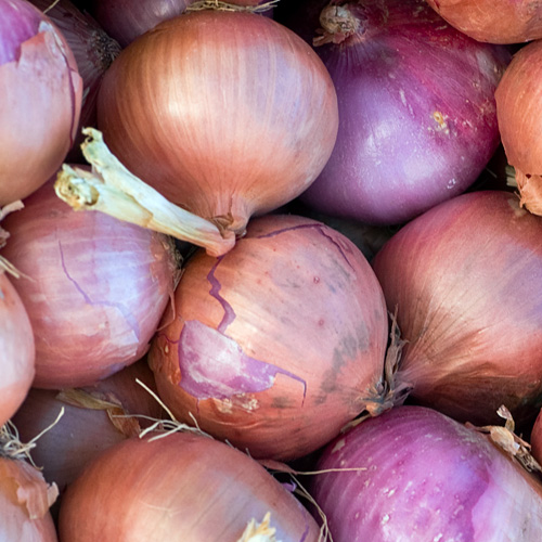 Onions-Growers-Guide