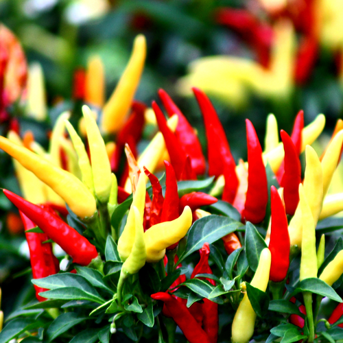 Spicy-Peppers-Growers-Guide