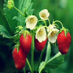 Strawberry-Fruits
