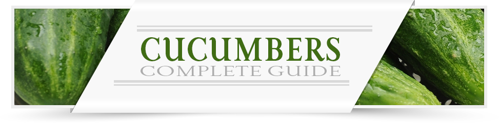 Cucumbers Grower Guide
