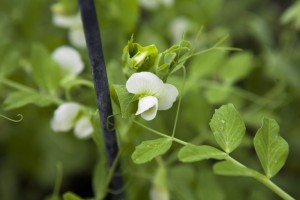 sweet-pea-flower