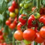 TomatoesOnVine-850x571
