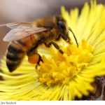 honey-bee