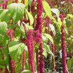Amaranthus_tricolor1.Feature