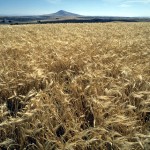 Barley