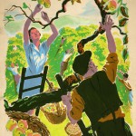 INF3-109_Food_Production_Apple_picking_Artist_Drake_Brookshaw