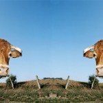 cloned_cattle2