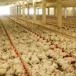 Broilers