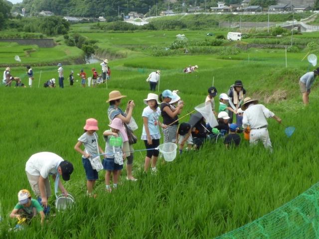 20100805-biodiversity-rice-field-japan