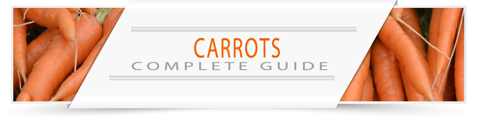 carrots-grower-guide-banner