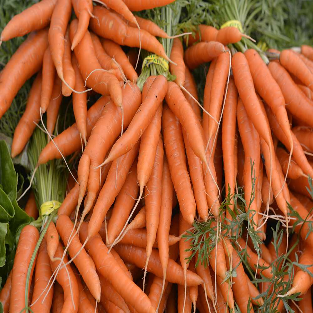 Carrot Growers Guide