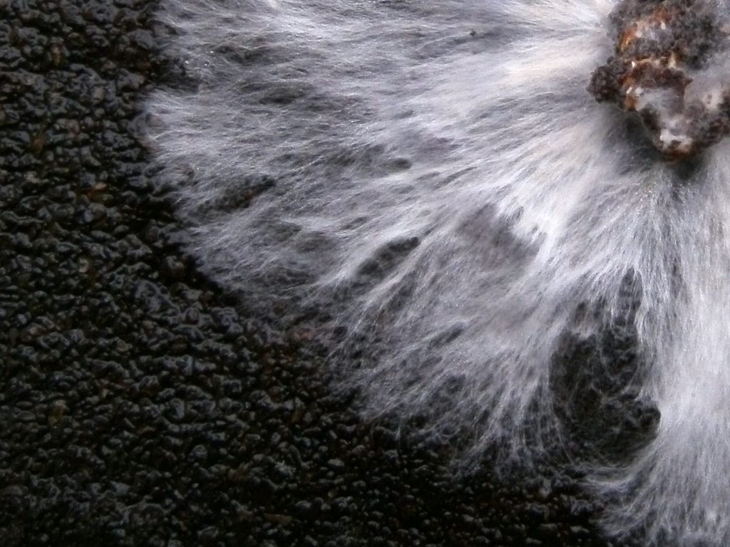 oyster_mushroom_pleurotus_ostreatus_mycelium_in_petri_dish_on_coffee_grounds