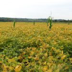 Soybeans_Schoharie_Crossing_State_Historical_Site,_Fort_Hunter_NY_2802_(4030012002)
