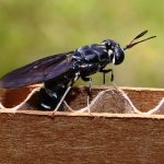 800px-Black_soldier_fly_depositing_eggs_in_cardboard