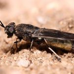 800px-Hermetia_illucens_Black_soldier_fly_edit1
