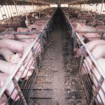 Hog_confinement_barn_interior