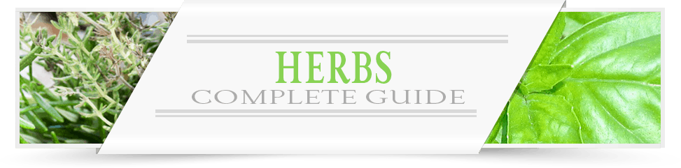Herbs-Category-Layout
