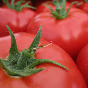 Tomato-Grower-Guide
