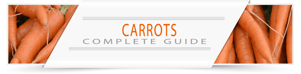 carrots-grower-guide-banner