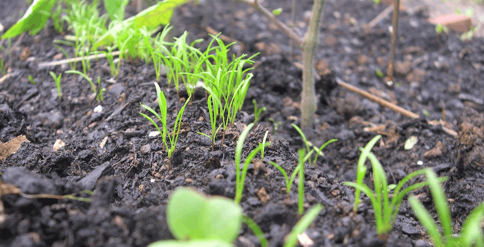 carrots-growing