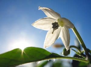 chiliflower