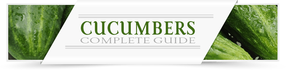 cucumbers