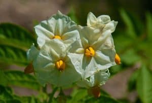 potato-flower