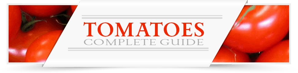 tomato-category